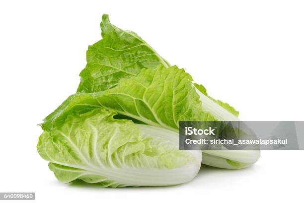 Fresh Napa Cabbage On White Background Stock Photo - Download Image Now - Cabbage, Napa Valley, Brassica