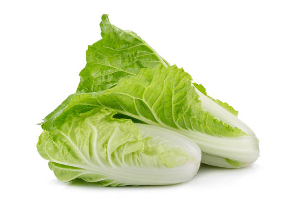 fresh napa cabbage on white background. - 那帕谷 個照片及圖片檔