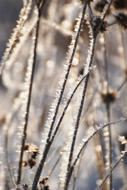 istock Frosty Weeds on a Cold Morning 640098692