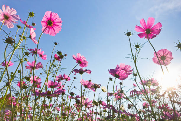 istock pink cosmos flower blooming in the field 640099242