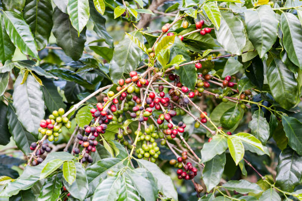 istock coffee bean ready to harvest on branch 640100826