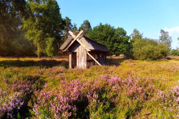 istock Bee hive in the Luneburg heath 640101090