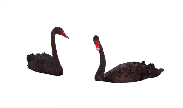 istock two black graceful Swan floating on a white 640101582