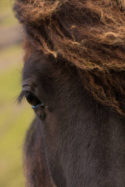 Faroese horses stock photo