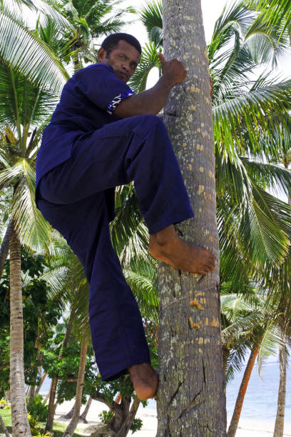 istock Indigenous Fijian man climbs up a coconut tree 640104634
