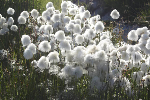 Cottongrass, Greenland stock photo
