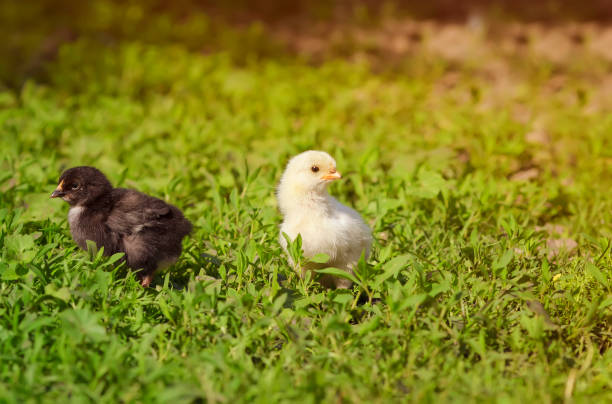 istock two chicken yellow and black walking in the grass 640106690
