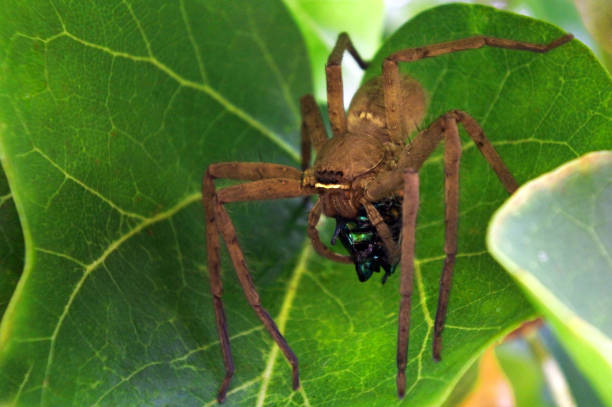 istock Huntsman spider use venom to immobilise  beetle prey 640107966