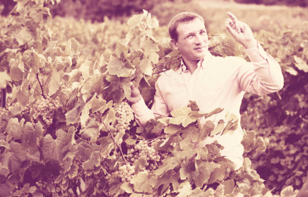 istock Vintner checking wine grape and leaves in summer day 640110478