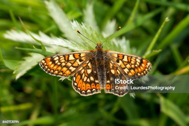 Marsh Fritillary Butterfly Euphydryas Aurinia Stock Photo - Download Image Now - Marsh Fritillary Butterfly, Animal Antenna, Animal Body Part
