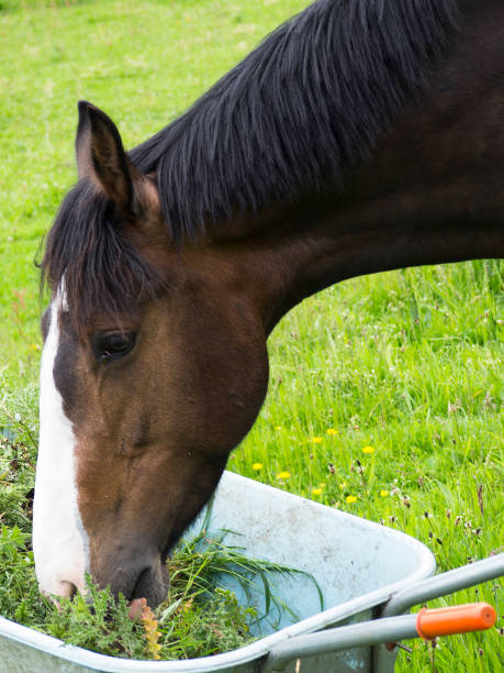 istock Bay horse with head in wheelbarrow 640113600