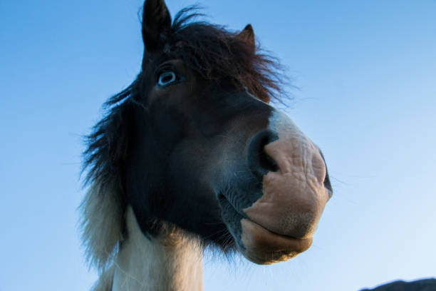 Icelandic horse stock photo