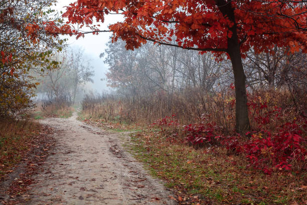 istock Autumn scenery misty morning. Landscape. Nature. Sadness 640113716
