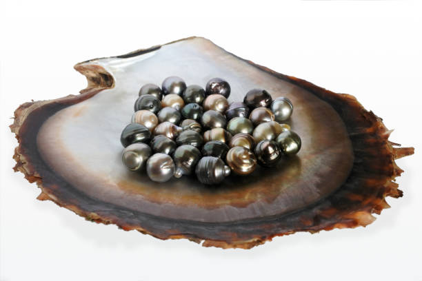 istock Fiji Black lip oyster shell with pearls 640115484