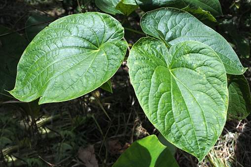 Piper methysticum plant leaves agriculture in Fiji. The roots of the plant are used to produce the Kava drink that consumed throughout the Pacific Ocean cultures of Polynesia for its sedating effects.