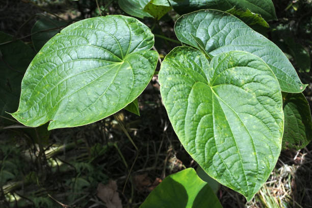 Piper methysticum plant agriculture in Fiji Piper methysticum plant leaves agriculture in Fiji. The roots of the plant are used to produce the Kava drink that consumed throughout the Pacific Ocean cultures of Polynesia for its sedating effects. vanua levu island photos stock pictures, royalty-free photos & images