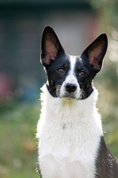 istock Dog portrait outdoor 640116268