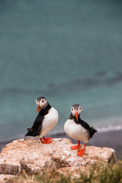 istock Puffins, Grimsey Island, Iceland 640117068