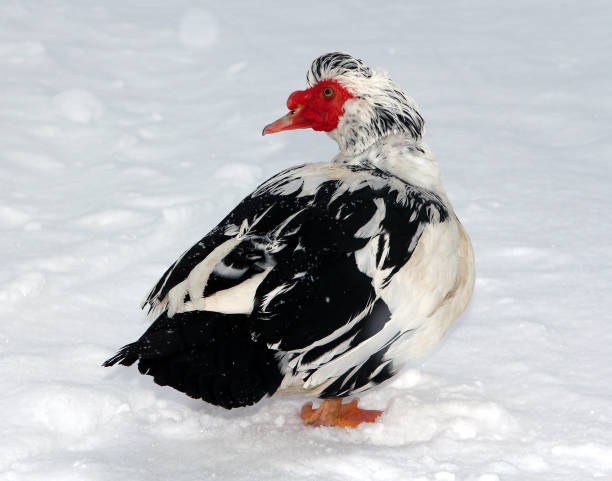 istock Muscovy duck in the snow 640117230