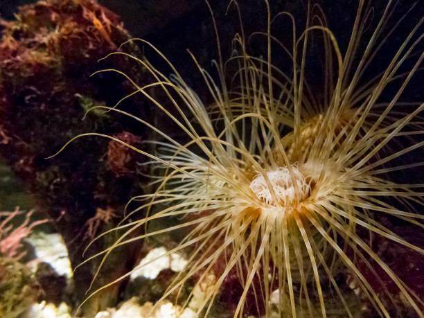 zylinderrose - tentacled sea anemone stock-fotos und bilder