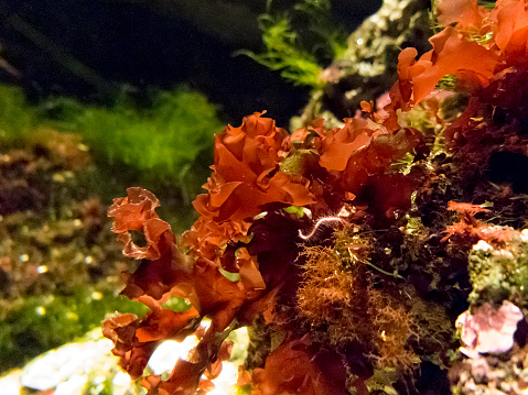 Colorful red seaweed, like some salad from the sea