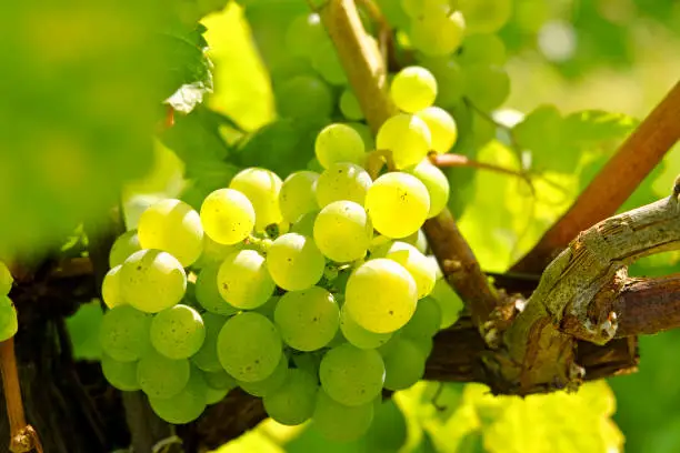 Vineyard in the famous Austrian winegrowing area Wachau (Spitz), Austria 