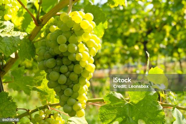 White Wine Grapes In The Famous Wachau Lower Austria Stock Photo - Download Image Now