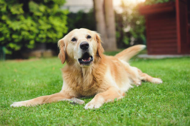 istock Barking Golden Retriever 640120386