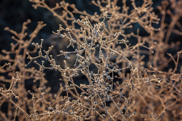istock Leaves and grass with hoarfrost as a background 640121218