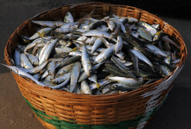istock Fresh fish catch in a wicker basket on the coast 640121282