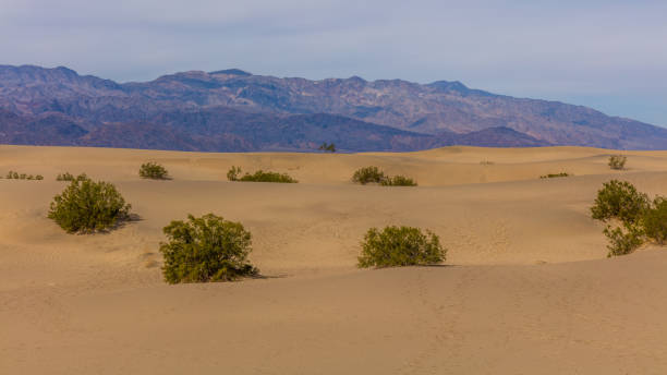 istock Flat sandy areas with creosote bushes. 640121480