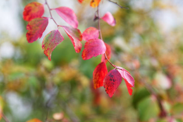 istock Red leaves in the autumn afternoon 640122542