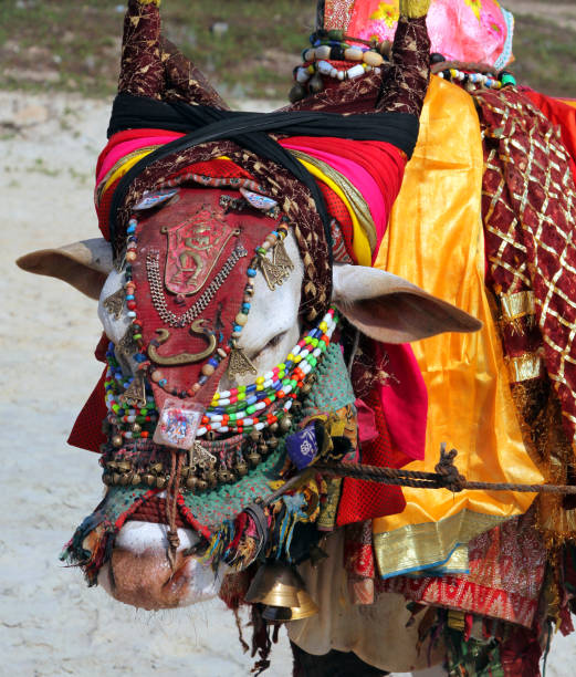 istock Indian sacred cow on the beach in GOA 640122912