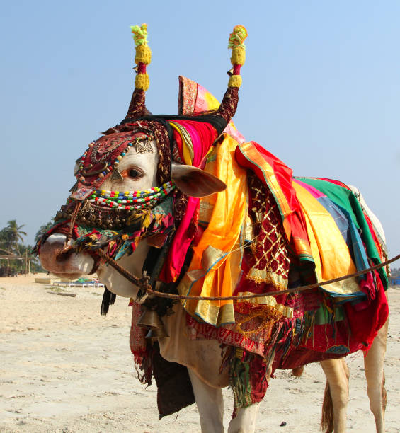 Indian cow with horns, painted in national indian flag colors, taken in New Delhi