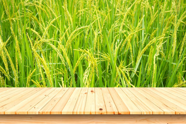 istock wood table top on rice field background. 640122990