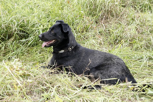 Beautiful big black dog resting on the nature.