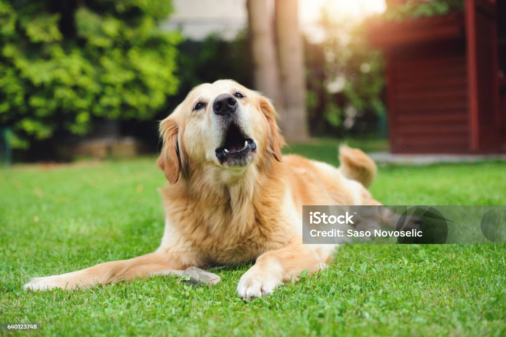 Barking Golden Retriever - Photo de Aboiement libre de droits