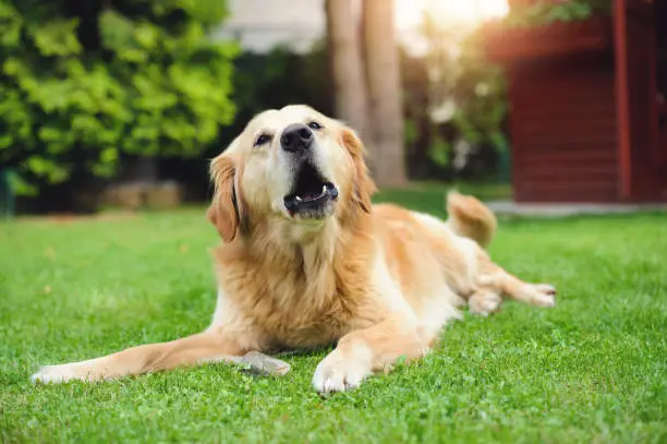 Golden retriever lying in the grass with mouth open and barking