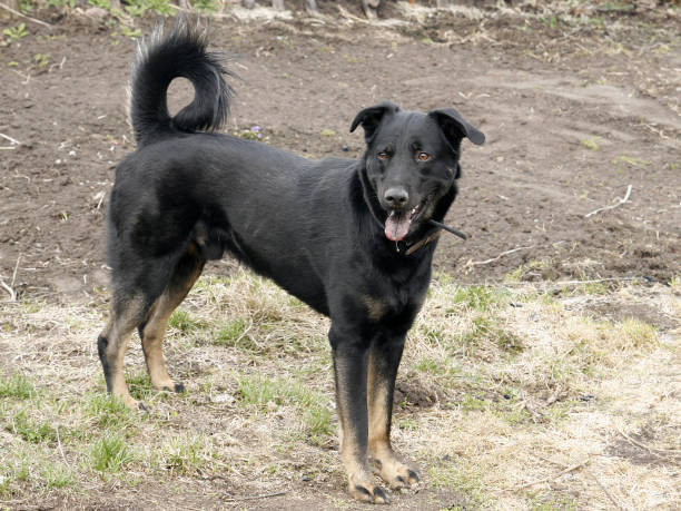 istock large black dog in nature. 640123782