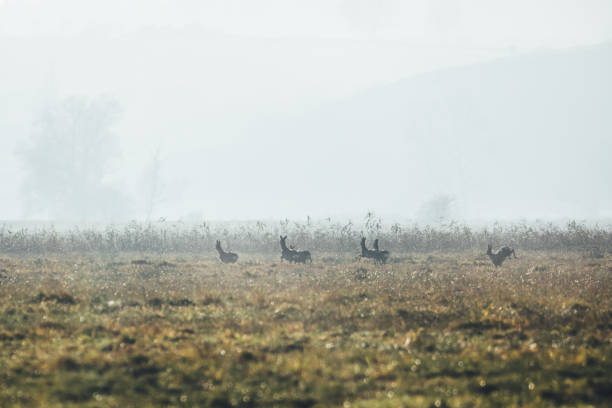 istock Roe deer in the foggy meadows of Oderbruch Germany 640125712