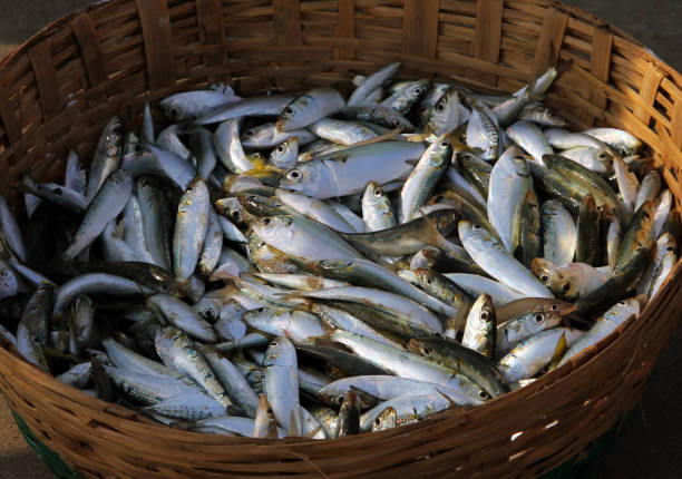 istock Fresh fish catch in a wicker basket on the coast 640125842