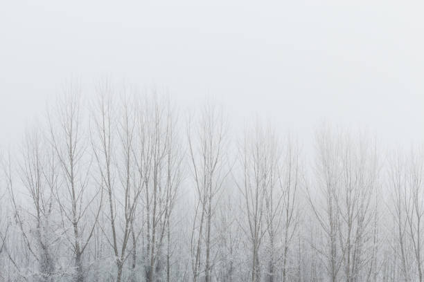 istock Tops of the bare trees in winter time 640126044