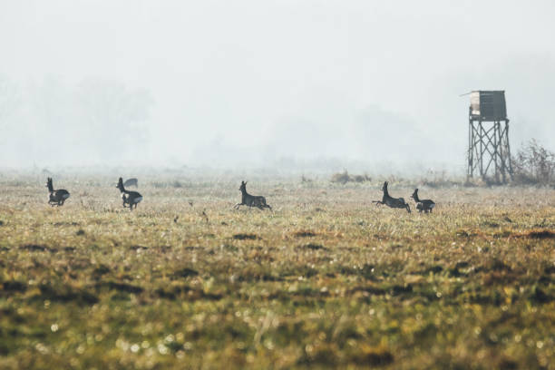 istock Roe deer in the foggy meadows of Oderbruch Germany 640126288