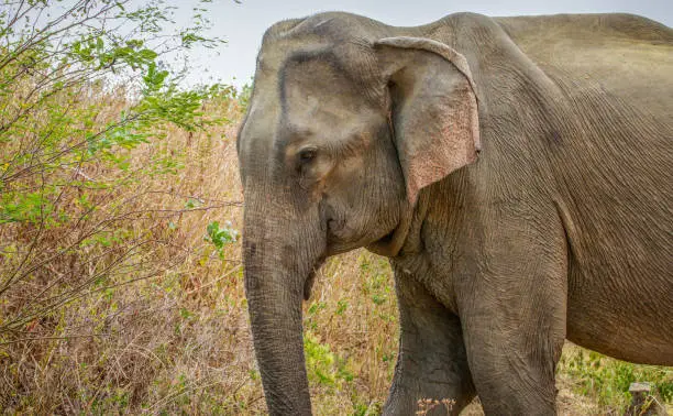 Photo of Elephant in nature reserve