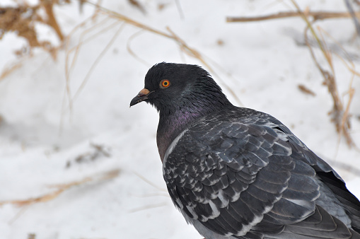 Close-up feral pigeon sitting in snow in winter