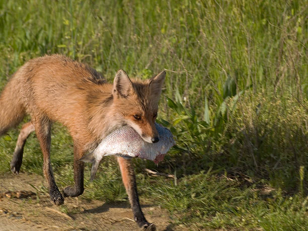 Fox carrying a fish in its mouth stock photo