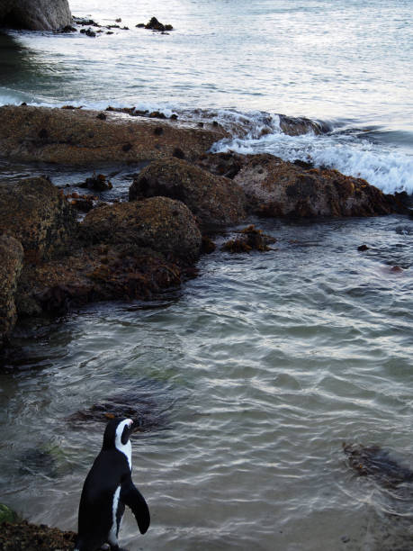 istock African penguin, at the water line 640128132