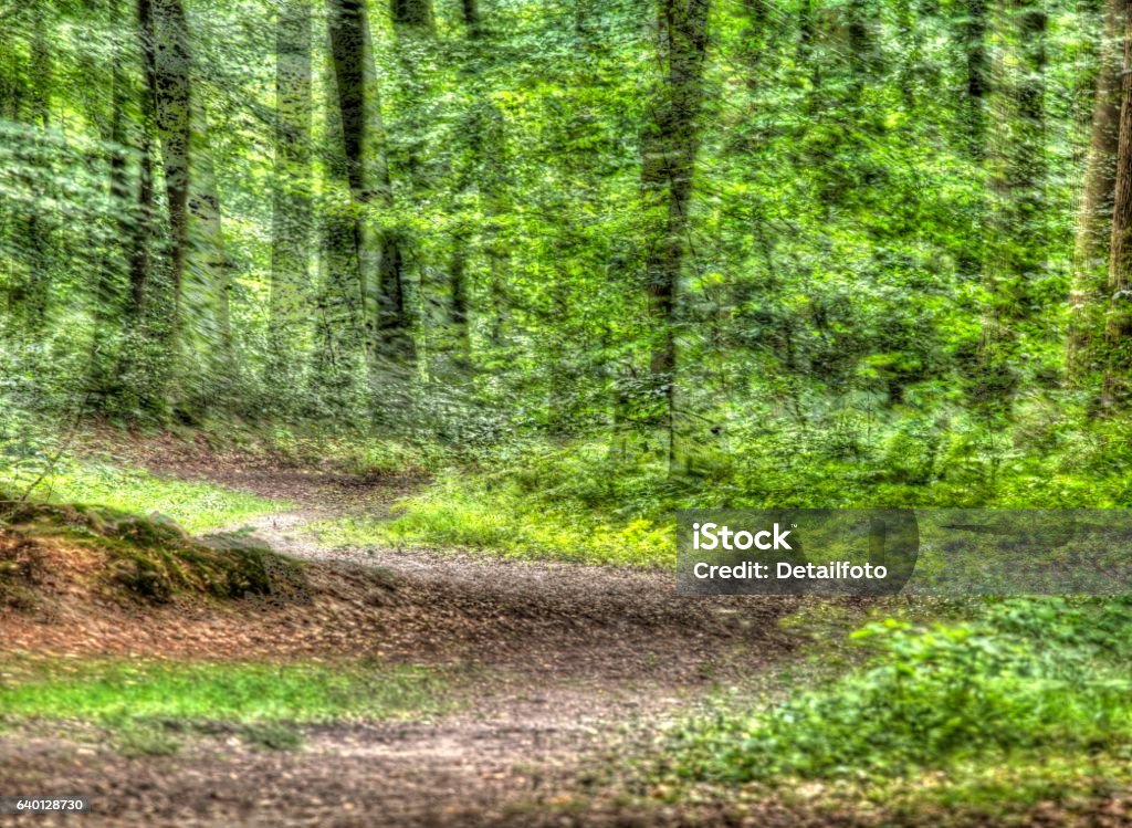 Deciduous Path Deciduous Forest Trees Forest Path Stock Photo - Download Image Now ...
