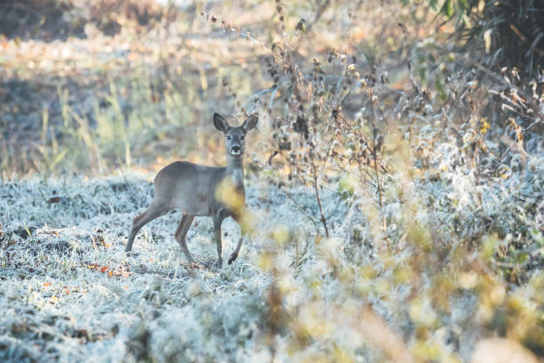 deer hidden in the meadow on a cold sunny day - wild barley imagens e fotografias de stock