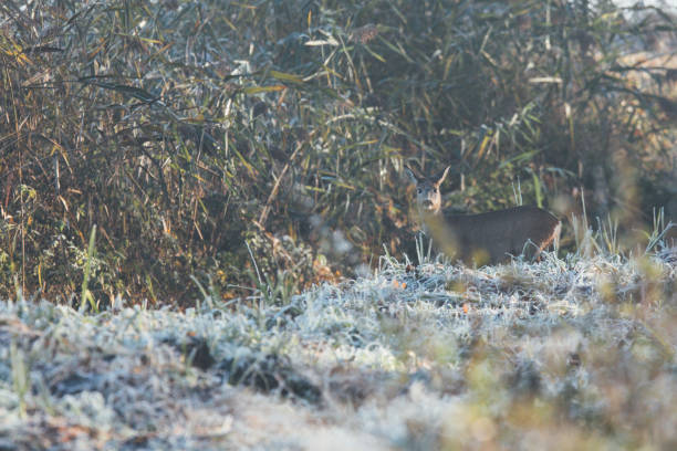 cervo nascosto nel prato in una fredda giornata di sole - wild barley foto e immagini stock